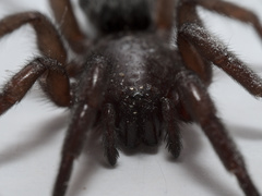 Scotophaeus