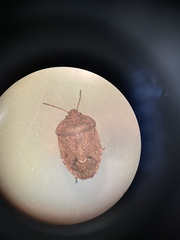 Hymenarcys nervosa