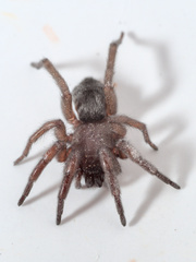 Scotophaeus