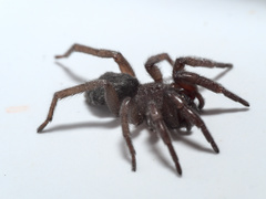 Scotophaeus