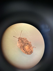 Hymenarcys nervosa