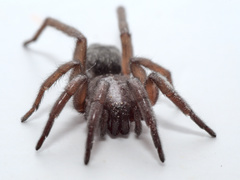Scotophaeus