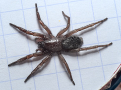 Scotophaeus
