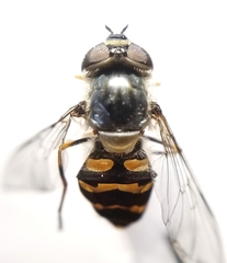 Dasysyrphus creper