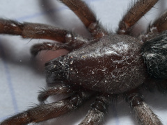 Scotophaeus
