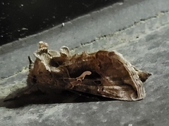 Autographa precationis