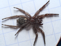 Scotophaeus