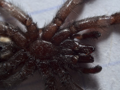 Scotophaeus