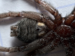 Scotophaeus