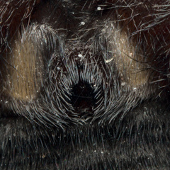 Scotophaeus