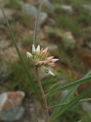 Cynanchum junciforme