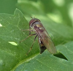 Platycheirus obscurus
