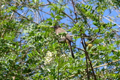 Pycnonotus barbatus layardi