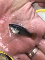 Xiphophorus variatus