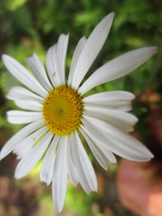 Osmitopsis osmitoides