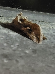 Autographa precationis