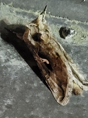 Autographa precationis