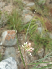Cynanchum junciforme