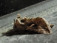 Autographa precationis
