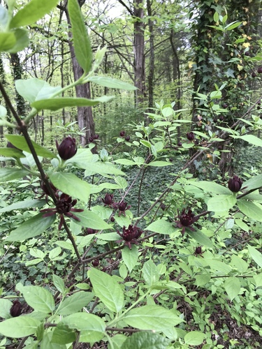 Calycanthus floridus
