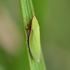 Draeculacephala constricta