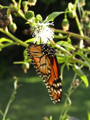 Danaus erippus