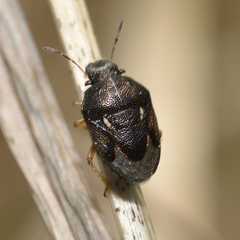 Neottiglossa cavifrons