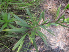 Osmitopsis osmitoides