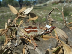 Furcifer minor