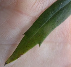 Osmitopsis osmitoides