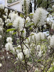 Fothergilla major