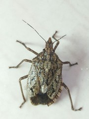 Neohalys serricollis