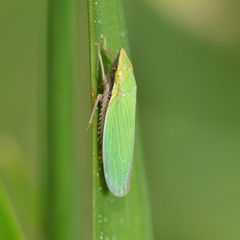 Draeculacephala constricta