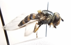 Dasysyrphus creper