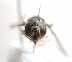 Dasysyrphus creper