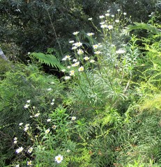 Osmitopsis osmitoides