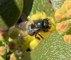 Osmia lignaria