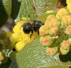 Osmia lignaria