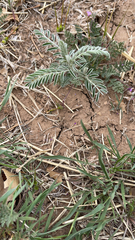 Astragalus crassicarpus