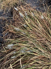 Eriophorum vaginatum