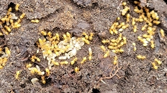 Lasius brevicornis