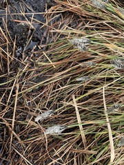 Eriophorum vaginatum