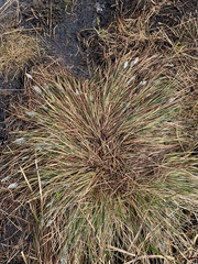 Eriophorum vaginatum