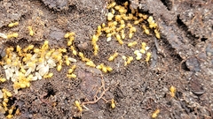 Lasius brevicornis