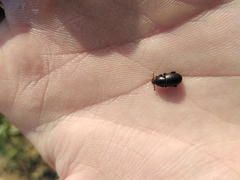 Psallidium