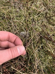 Eriophorum vaginatum