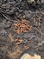 Lagopus lagopus scotica