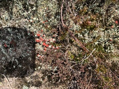 Cladonia