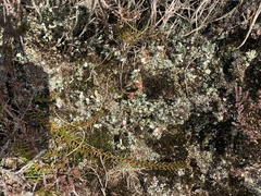 Cladonia