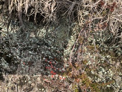 Cladonia